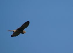 Falke 1_1